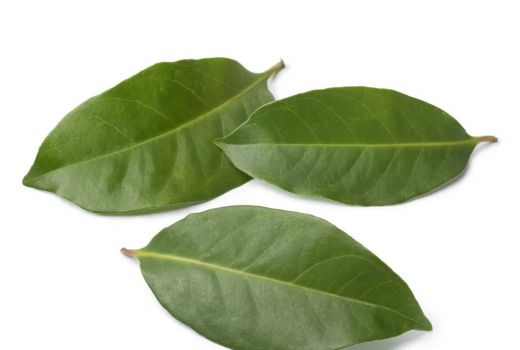Punya Kolesterol Tinggi? Coba Atasi dengan Konsumsi Daun Salam - GenPI.co SUMSEL
