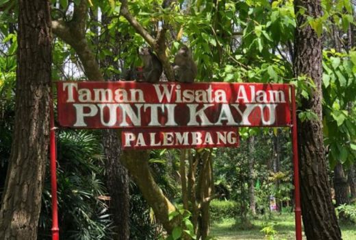 Jumlah Wisatawan di TWA Puntikayu Palembang Naik 20 Persen - GenPI.co SUMSEL