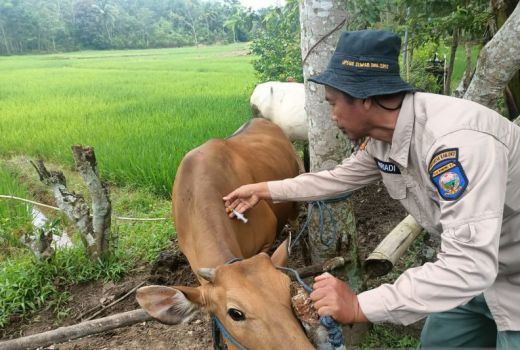 7 Ribu Sapi Ternak di OKU Terjangkit Penyakit Cacar Kulit - GenPI.co SUMSEL