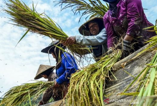 Mohon Simak, Cita-cita Pemprov Sumut untuk Produksi Padi - GenPI.co SUMUT