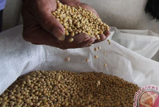 Pemprov Sumut Target Produksi Kacang Kedelai 4.145 Ton di 2022 - GenPI.co SUMUT