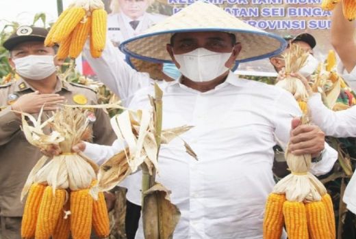 Tahun ini Sumut Target Produksi Jagung 1,6 Juta Ton, Kenapa? - GenPI.co SUMUT