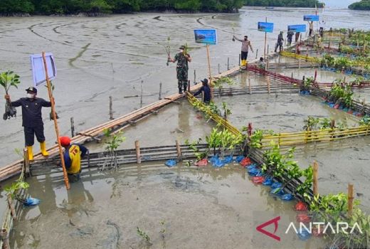 Tanam 10 Ribu Mangrove, ini Komentar Bupati Asahan - GenPI.co SUMUT