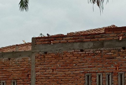 Ngeri, Puting Beliung Rusak 48 Rumah di Langkat - GenPI.co SUMUT
