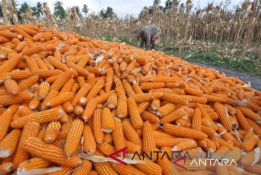 Warga Sumut, Jangan Takut, Produksi Jagung Surplus - GenPI.co SUMUT