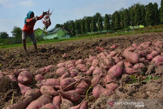 Ubi Jalar Sumut Terbang ke Jepang, Nilainya Wow! - GenPI.co SUMUT