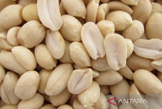 Waduh Harga Kacang Tanah di Sumut Mulai Naik - GenPI.co SUMUT