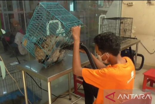 Lebaran, Kamar Hotel untuk Kucing di Medan Penuh - GenPI.co SUMUT