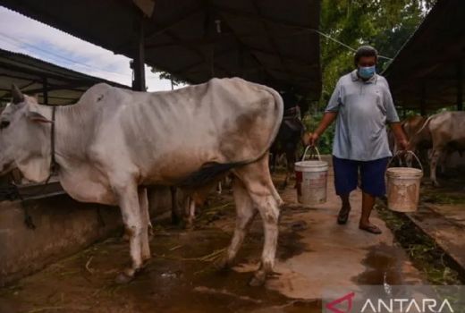 MUI Medan Minta Warga Teliti Beli Hewan Kurban - GenPI.co SUMUT