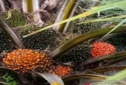 Harga Ekspor CPO Sumut Tertekan Rp 11, 051 per Kg - GenPI.co SUMUT