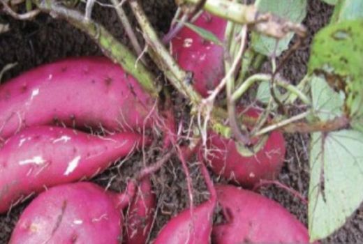 Berikut 3 Makanan Sehat untuk Penderita Diabetes - GenPI.co SUMUT