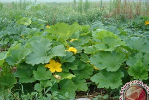 3 Manfaat Daun Binahong untuk Penderita Diabetes - GenPI.co SUMUT
