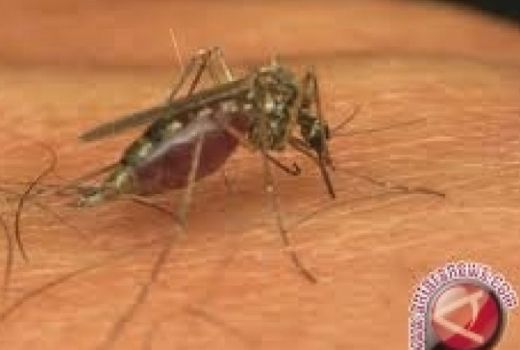 Berikut 3 Langkah Mudah Mencegah Penyakit Malaria - GenPI.co SUMUT