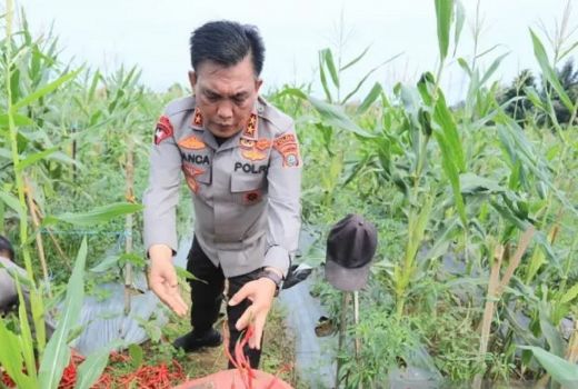 Irjen Panca Panen Jagung dan Cabai di Lahan Mapolda - GenPI.co SUMUT