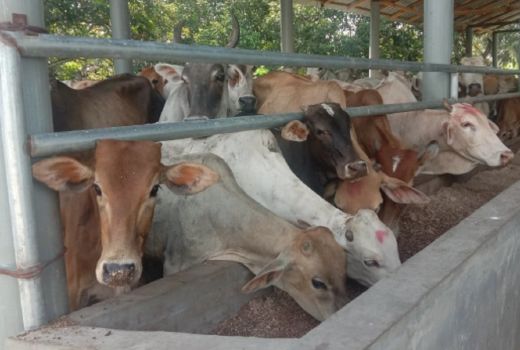 8 Hewan Ternak di Madina Mati Kena Penyakit Ngorok - GenPI.co SUMUT