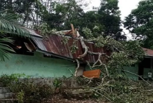Tertimpa Pohon, Atap SD di Mandailing Natal Rusak - GenPI.co SUMUT