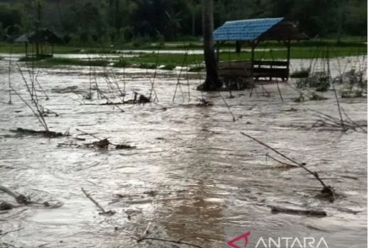 Banjir Tapanuli Selatan Rendam Puluhan Hektare Padi - GenPI.co SUMUT