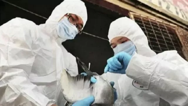 Ratusan Ribu Ayam di Israel Mati, Wabah Flu Burung Merebak - GenPI.co