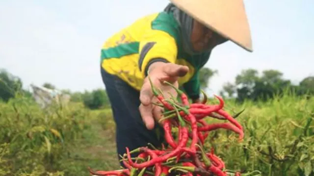 Jelang Nataru, Harga Minyak, Cabai, dan Bawang Meroket di Jakarta - GenPI.co