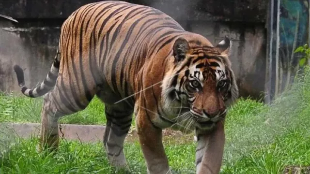 Ngeri, Ini Kronologi Harimau Sumatra Terkam Warga di Aceh - GenPI.co