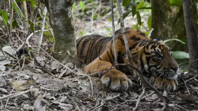 Seekor Harimau Teror Warga di Aceh Barat Daya, BKSDA Imbau Ini - GenPI.co