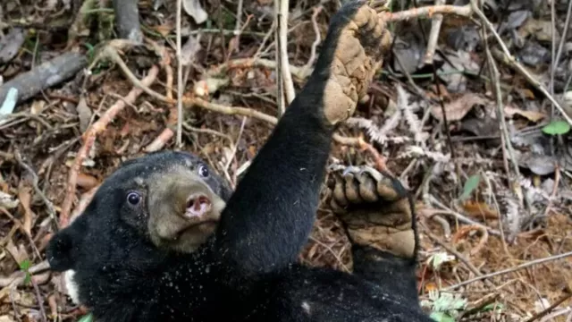 Bayi Beruang Madu Berhasil Dievakusi di Riau - GenPI.co