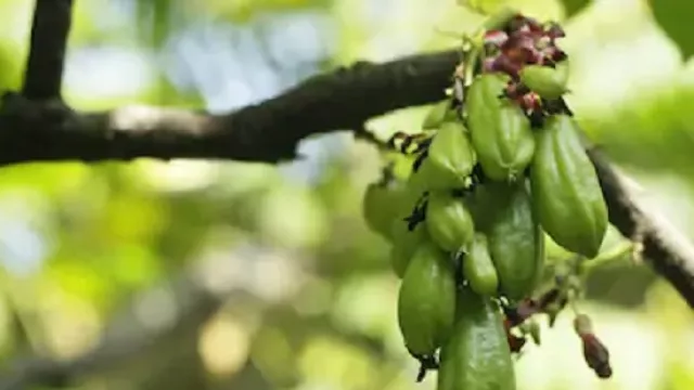 Daun Belimbing Wuluh Campur Madu Cespleng, Khasiatnya Wow Banget - GenPI.co