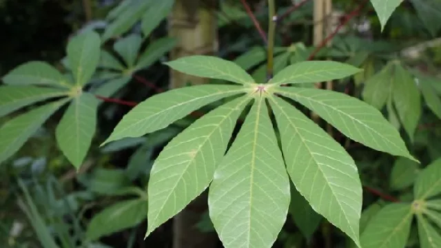 Awas! Ternyata Makan Daun Singkong Sangat Berbahaya - GenPI.co