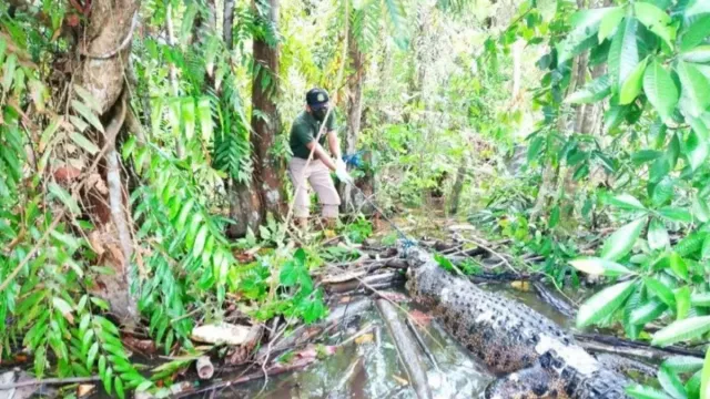 6 Orang Meninggal Dunia Diserang Buaya di Kalimantan Tengah - GenPI.co