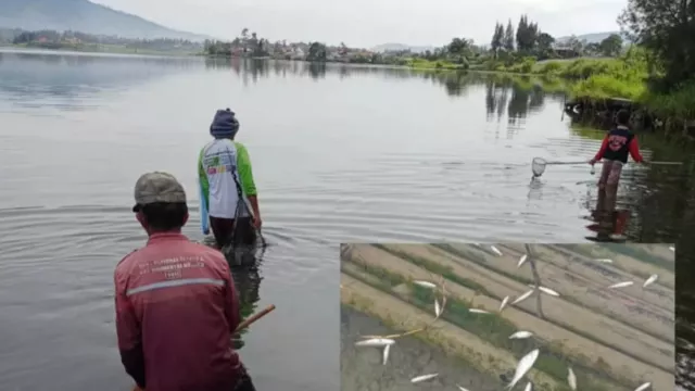 Fenomena Semburan Belerang di Danau Batur Bali, Ribuan Ikan Mati - GenPI.co