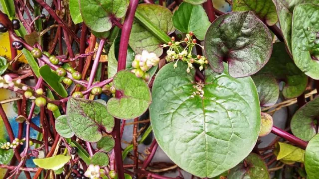 Daun Binahong Khasiatnya Bikin Suami Istri Ketagihan, Luar Biasa - GenPI.co