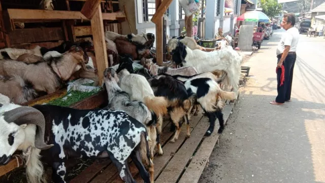 Belasan Kambing di Gunungkidul Mati Kehabisan Darah, Ini Sebabnya - GenPI.co