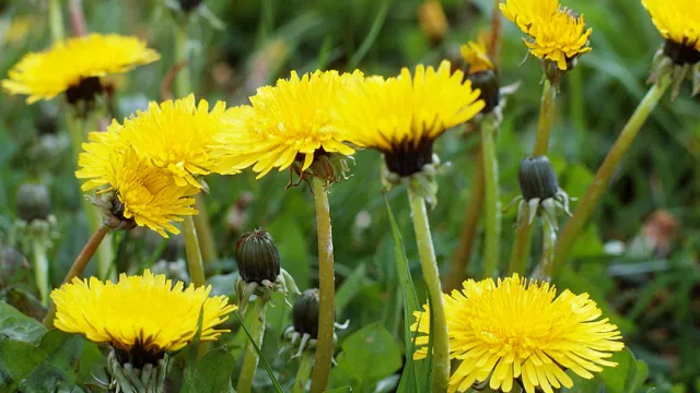 Jahe, Dandelion dan 2 Bahan Herbal Obati Asam Lambung - GenPI.co