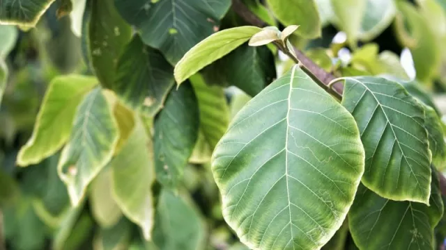 Istri Minum Air Rebusan Daun Jati, Suami Jadi Tambah Cinta - GenPI.co Istri Minum Air Rebusan Daun Jati, Suami Jadi Tambah Cinta - GenPI.co