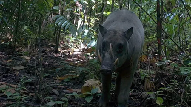 Sempat Dianggap Mitos, Ini Penampakan Babi Rusa di Pulau Buru - GenPI.co