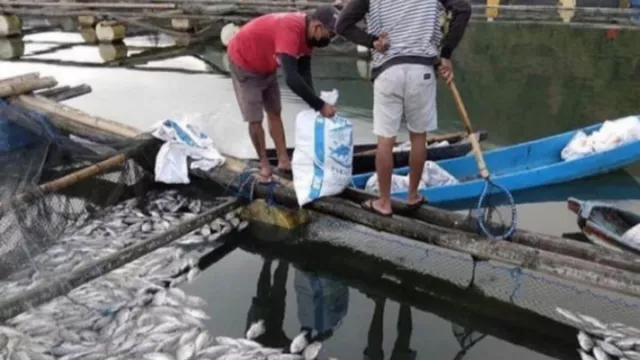 Keracunan Belerang, Ribuan Ikan Nila Mati di Danau Batur Bali - GenPI.co