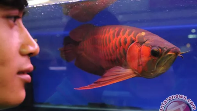 Pencuri Ikan Arwana Super Red Ditangkap, Senilai Rp 24 Miliar - GenPI.co
