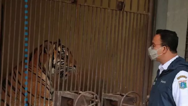 Harimau di Ragunan Terpapar Corona, Anggota DPRD DKI Buka Suara - GenPI.co