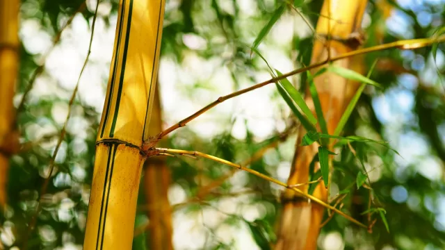 Bambu Kuning dan Pohon Kelor Ampuh Jadi Penangkal Ilmu Hitam Alami - GenPI.co