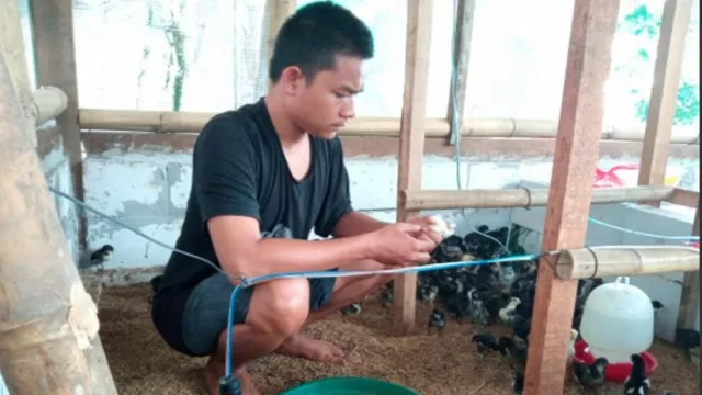 Kian Dicari di Pandemi, Cuan Usaha Ayam Kampung Ato Jutaan Rupiah - GenPI.co