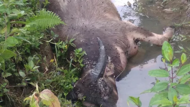 Serangan Virus di Aceh, Belasan Kerbau Mati Mendadak - GenPI.co Serangan Virus di Aceh, Belasan Kerbau Mati Mendadak - GenPI.co
