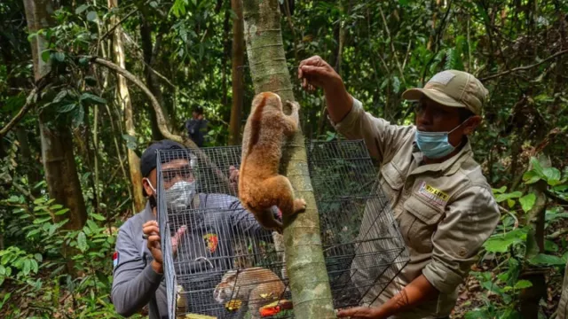 8 Ekor Kukang Dilepasliarkan di Kawasan Konservasi Riau - GenPI.co