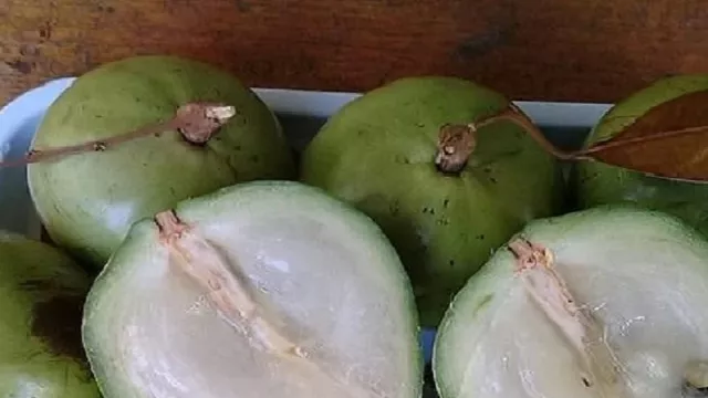 Khasiat Buah Kenitu Tak Pernah Terpikirkan, Ternyata Luar Biasa - GenPI.co Khasiat Buah Kenitu Tak Pernah Terpikirkan, Ternyata Luar Biasa - GenPI.co