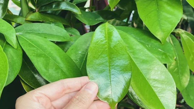 Air Rebusan Daun Sirsak Khasiatnya Mujarab, Paten Banget - GenPI.co