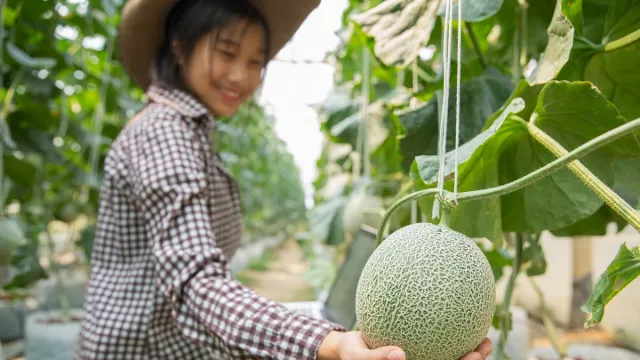 Cara Ampuh Agar Sukses Bertanam Buah Dalam Pot, Pasti Berhasil... - GenPI.co