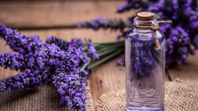 Mengenal Semerbak Wangi Lavender dari Ladangnya di Prancis - GenPI.co