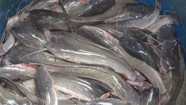 Puluhan Orang Menjadi Korban Investasi Ikan Lele, Kerugian Rp 4 M - GenPI.co