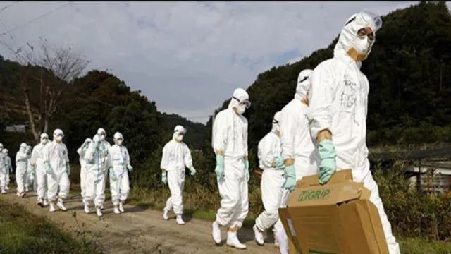 Dari Eropa, Flu Burung Telah Mencapai Jepang! Ancamannya Maut - GenPI.co