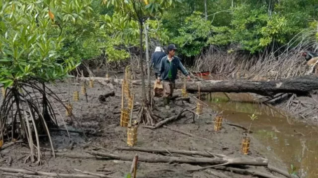 Akademisi ITB Sebut Mangrove Bisa Tahan Tsunami & Perubahan Iklim - GenPI.co