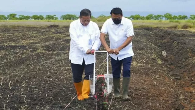 Sumba Berpotensi Jadi Pulau Sorgum, Sebut Moeldoko - GenPI.co